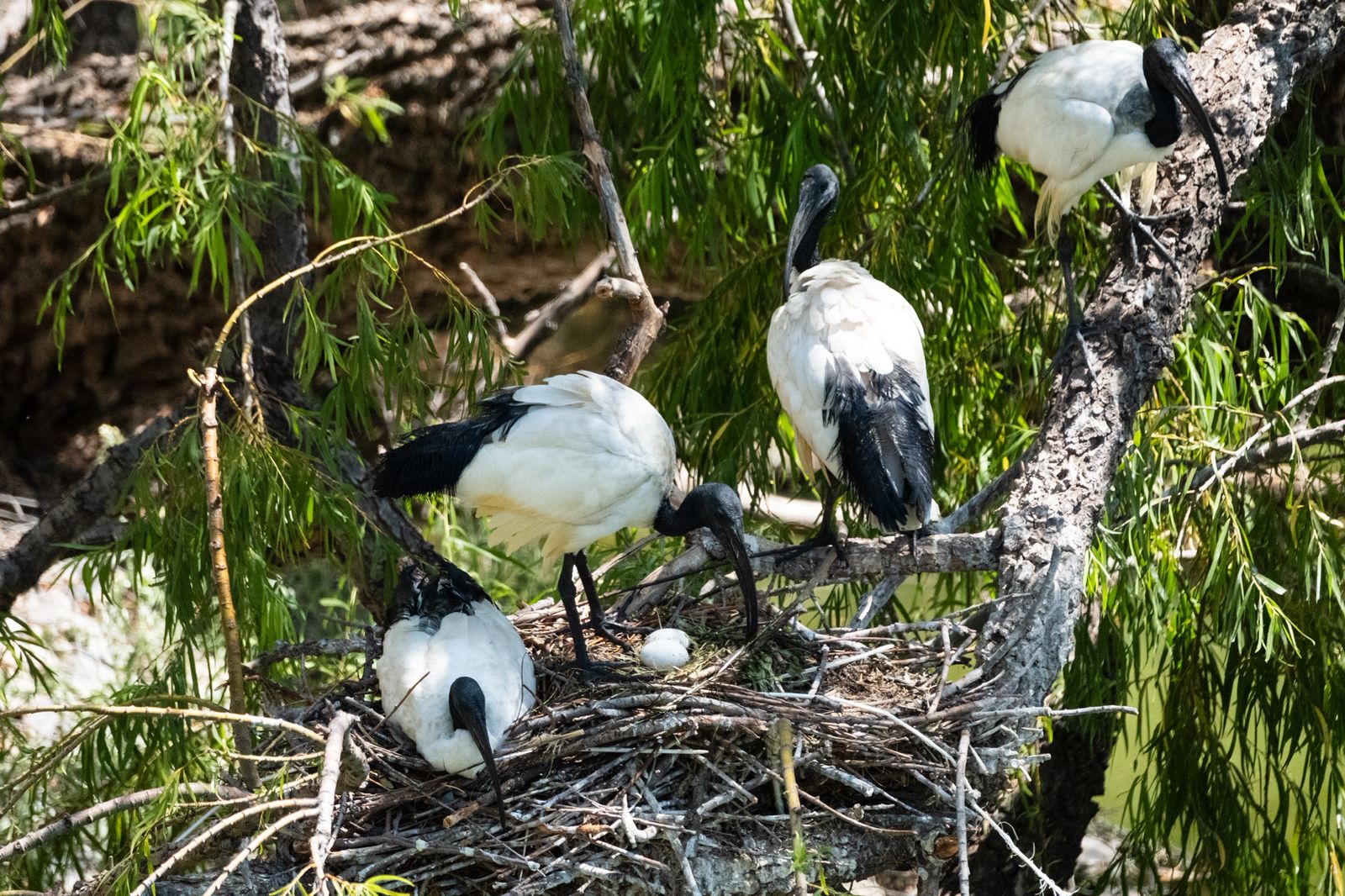 Trabajo de conservación de fauna silvestre en Bubalcó Patagonia