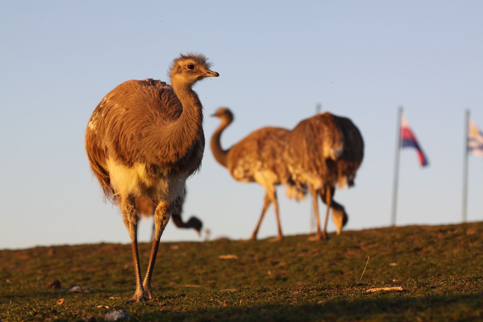Fauna silvestre bajo el cuidado de Bubalcó Patagonia