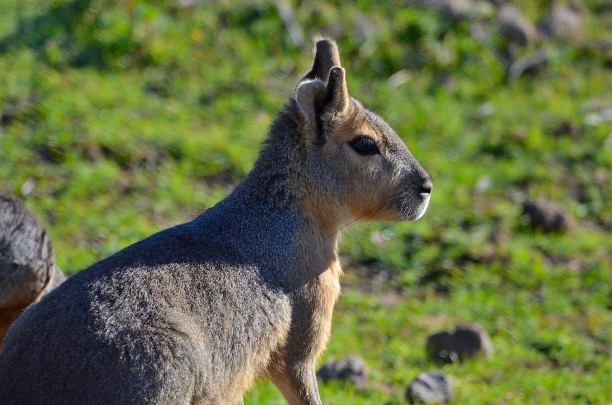 Rescate de fauna silvestre en Bubalcó Patagonia